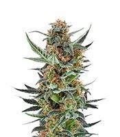 Royal Dwarf Auto (RQS) Cannabis-Samen