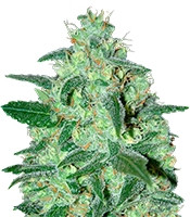 Thunder Bloody Mary Auto (Samsara Seeds) Cannabis-Samen