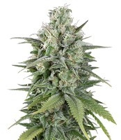 UK Cheese Auto (Humboldt Seeds Organization) Cannabis-Samen