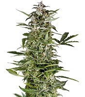 PolarLight #3 Auto (Dutch Passion) Cannabis-Samen
