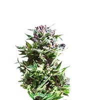 Forest Dream (Dutch Passion) Cannabis-Samen