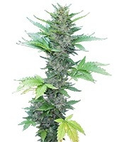 Green Poison Auto (Sweet Seeds) Cannabis-Samen
