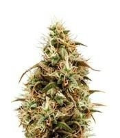 Royal Jack Automatic (RQS) Cannabis-Samen