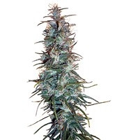 Dr. Grinspoon (Barney's Farm) Cannabis-Samen