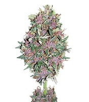 Purple #1 strain