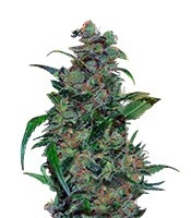 Tank (VIP seeds) Cannabis-Samen