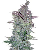 Vertigo Auto (Paradise Seeds) Cannabis-Samen