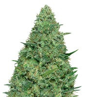 Chemdog Millionaire (Dr. Krippling Seeds) Cannabis-Samen