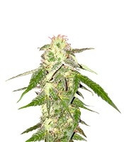 Amnesia VIP (VIP seeds) Cannabis-Samen