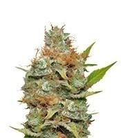 Kali Dog (RQS) Cannabis-Samen