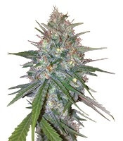 Ganesh Spirit (Sweet Seeds) Cannabis-Samen