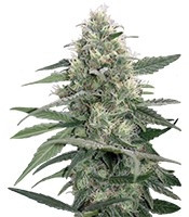 Mandala #1 regular (Mandala Seeds) Cannabis-Samen