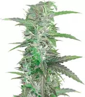 Auto Speed Bud (Female Seeds) Cannabis-Samen