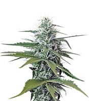 Blue Mystic regular (Nirvana Seeds) Cannabis-Samen