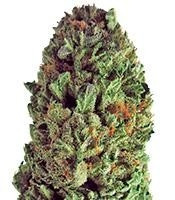 Budzilla (Heavyweight Seeds) Cannabis-Samen
