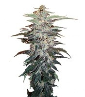 White Widow (Nirvana Seeds) Cannabis-Samen