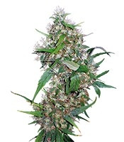 Critical Kush Auto/Critical Rapido Auto (Barney's Farm)