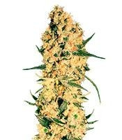 Jamaican Dream (Eva Seeds) Cannabis-Samen