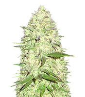 Maya Gold (Sumo Seeds) Cannabis-Samen