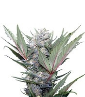 Sweet Skunk F1 Fast Version (Sweet Seeds) Cannabis-Samen