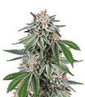 Gorilla (Dinafem Seeds) Cannabis-Samen