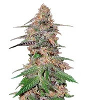 Da Purps regular (T.H. Seeds) Cannabis-Samen