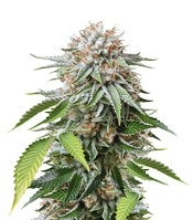 Mango Sapphire (Humboldt Seeds Organization) Cannabis-Samen