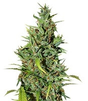 Neville Haze Ryder Auto (World of Seeds) Cannabis-Samen
