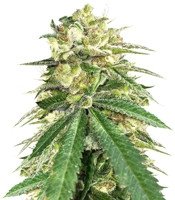 Auto White Widow x Big Bud (Female Seeds) Cannabis-Samen