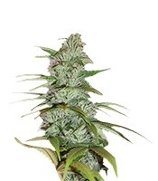 Master Kush (Nirvana Seeds) Cannabis-Samen