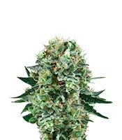 Bubble Kush (RQS) Cannabis-Samen