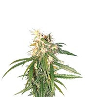 Hashplant Haze regular (DNA Genetics) Cannabis-Samen