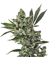 Med GOM 1.0 Auto (Grass-O-Matic) Cannabis-Samen
