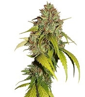 Sweet Tai (Sweet Seeds) Cannabis-Samen