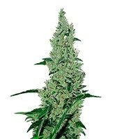 Y Griega (Medical Seeds) Cannabis-Samen