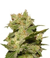 Auto Jack strain