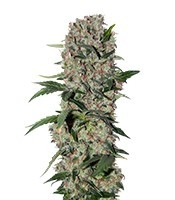 Papaya regular (Nirvana Seeds) Cannabis-Samen