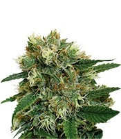 Phatt Fruity (Barney's Farm) Cannabis-Samen