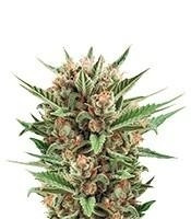 Sweet Skunk Automatic (RQS) Cannabis-Samen