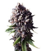 Auto Purple strain