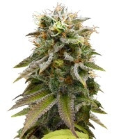 Lemon Thai Kush (Humboldt Seeds Organization) Cannabis-Samen