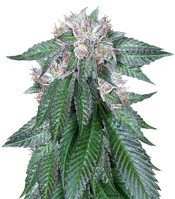 Master Kush (Humboldt Seeds Organization) Cannabis-Samen