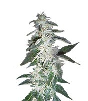 Alaskan Ice (GHS) Cannabis-Samen