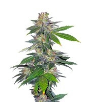 Auto Northern Hog (T.H. Seeds) Cannabis-Samen