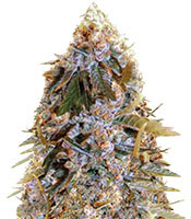 Biggest Bud strain