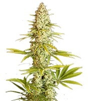 Critical Jack (Dinafem Seeds) Cannabis-Samen