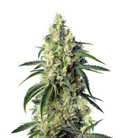 Green Poison CBD (Sweet Seeds) Cannabis-Samen