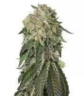 Amherst Sour Diesel (Humboldt Seeds Organization) Cannabis-Samen