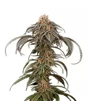 Purple Afghan Kush (Dinafem Seeds) Cannabis-Samen