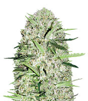 Auto Parmesan (Auto Cheese) Cannabis-Samen